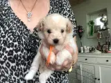 Pomchipoo  / puddel/Pomeranian / Chihuahua. 