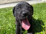 Labrador/ ruhåret hvalpe - 3