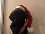 Labradoodle hvalpe søger nye varme hjem. - 4
