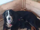 Berner Sennen hvalpe med stamtavle - 5