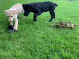 Labrador hvalpe med stamtavle - 4