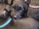 9 Hundehvalpe mellem schnauzere - 4