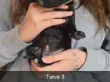 Hvalpe cane corso/ presa Canario  - 4