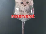 Scottish fold/straight - 2
