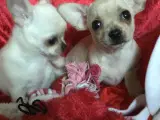 Chihuahua mix hvalpe