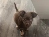 Chihuahua pige 