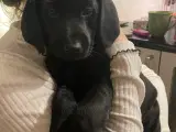 Labradoodle - 4