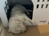 Golden doodles hvalpe  salgsklar efter jul - 2