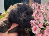 Teacup Maltipoo dreng  - 5