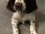 Engelsk springer spaniel hvalp