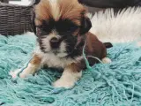 Lhasa apso med stambog - 2