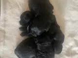 Maltipoo Toy/Micro - 5