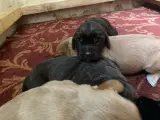 FT Cocker Spaniel hvalpe - 3