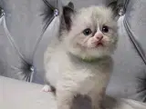 De Skønneste Ragdoll Killinger Søger Kærlige Hjem - 2