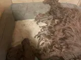 Coker spaniel/ springer spaniel - 2