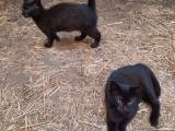 Katte