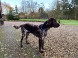 Kleiner Münsterländer  - 2