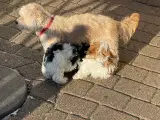 Bichon Havanais hvalpe - 5