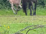 Fantastisk smuk hingst med afdrag muligt  - 3