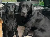 Labradorhvalpe med stamtavle og jagtlinjer - 3