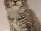 Mainecoon pige 