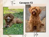 Cavapoo vi venter her i februar  - 5