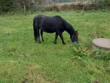 sød projekt pony