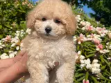 Maltipu maltipoo Hvalp apricot  - 2