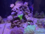 Complete Aqua Medic Cubicus CF Qube Reef Setup - 3