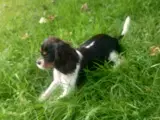 Cavalier King Charles Spaniel hvalpe/unghunde - 3