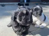  Bichon Havanais Hvalpe fra stueopdræt - 5