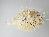⭐️· Dekoration af tørret pindsvinefisk / Kuglefisk - 3