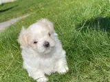 Malteser mini/toy hvalpe - 3