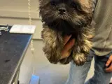 Lhasa Apso Stueopdræt - 3