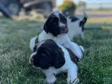 Hundehvalpe 