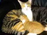 Katte