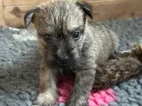 Cairn terrier hvalpe, ægte uden stambog - 4