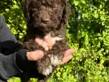 Curly Coatted Retriver / Lagotto Romagnolo - 2