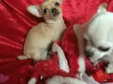 Chihuahua mix hvalpe - 5