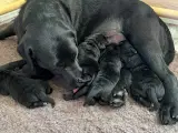 Labradorhvalpe af ‘gammeldags’ type - 2