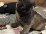 Cairn terrier hvalpe, ægte uden stambog - 2