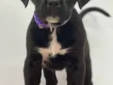 Skøn Blanding 🐾  - 4