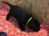 Labrador hundehvalpe  - 4