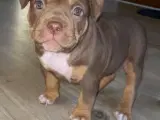 American Bully Classic x Pocket hvalpe, 15000 kr  - 3