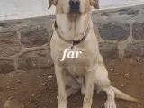 Dejlig gul Labrador han