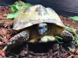 Russisk landskildpadde søges