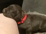 Labrador gammeldags blanding
