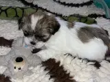 Shih tzu / Malteser hvalpe - 4