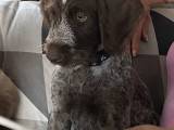 Ruhåret hønsehund - 2