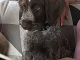 Ruhåret hønsehund - 2